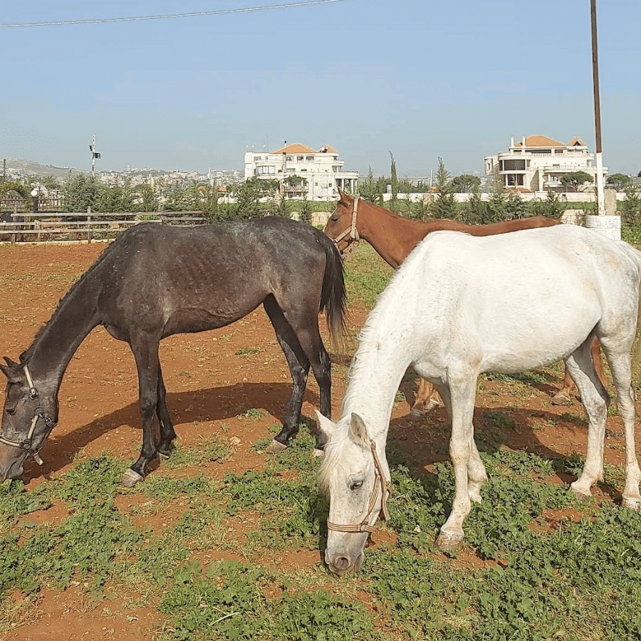 نادي العاديات للفروسية