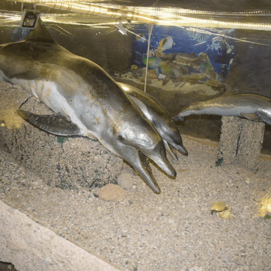 Lebanese Marine and Wildlife Museum