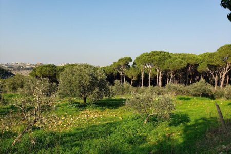 Small pine forest in Joun