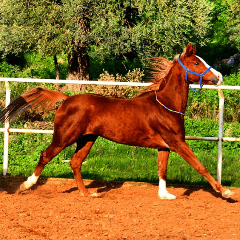 Mar Antonios Equestrian Club