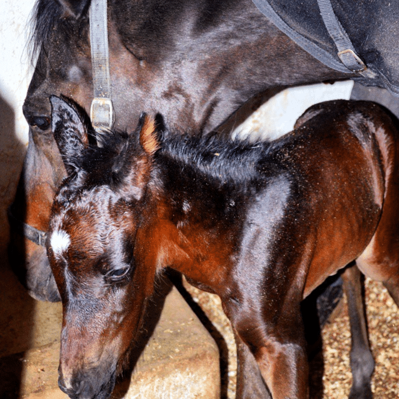 Mar Antonios Equestrian Club