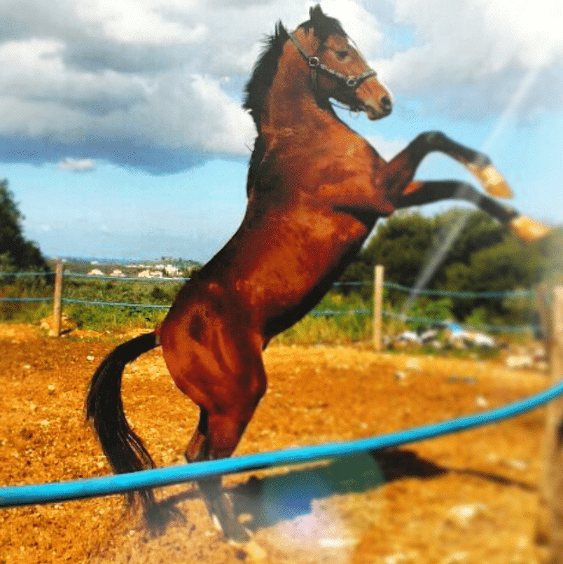 Mar Antonios Equestrian Club