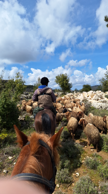 Cedars Trail Riding